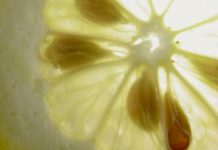 Nuove piante dai semi di frutta e verdura – parte 1 713 0 039 Nuove piante dai semi di frutta e verdura 1